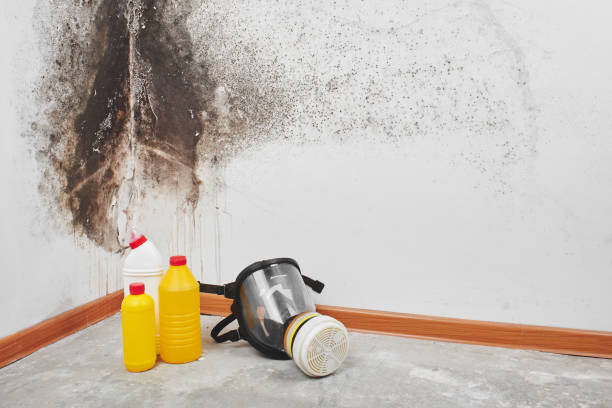 Best Affordable Mold Removal  in Weston, NJ