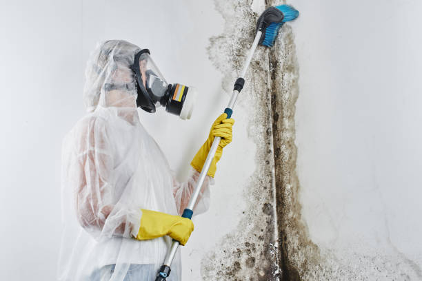 Best Toxic Mold Removal  in Weston, NJ