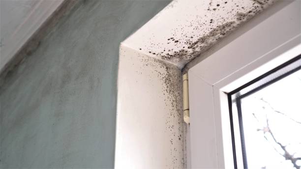 Best Emergency Mold Removal  in Weston, NJ