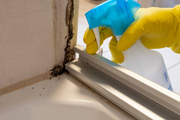 Best Best Mold Removal Companies  in Weston, NJ