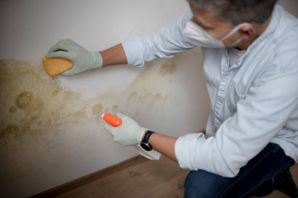 Mold Testing and Removal in Weston, NJ