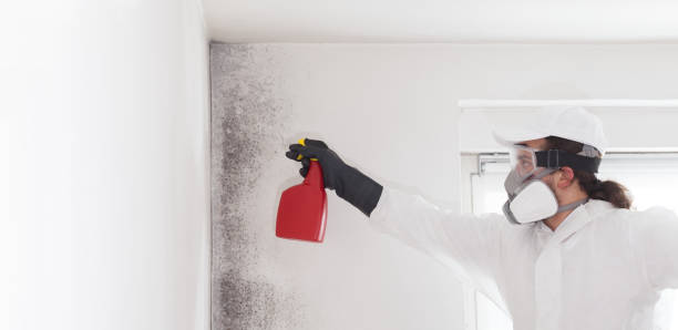 Best Mold Removal Company Near Me  in Weston, NJ