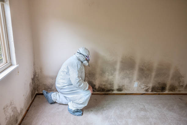 Trusted Weston, NJ Mold Removal Experts