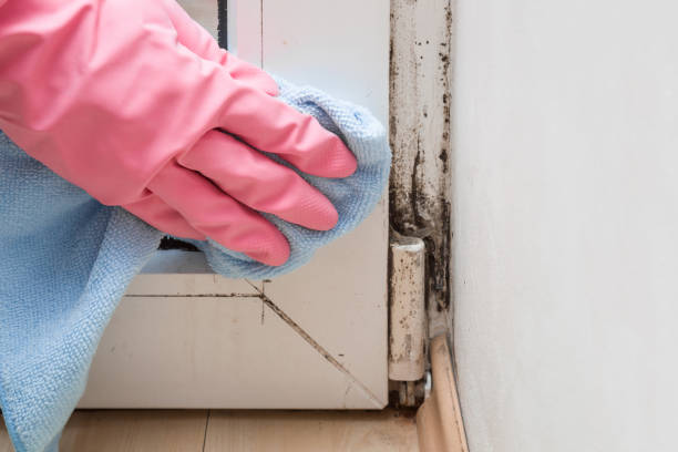 Best Same-Day Mold Removal  in Weston, NJ