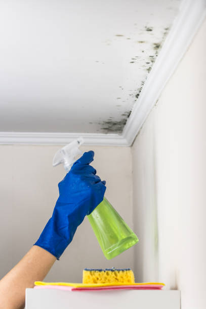 Mold Removal Process in Weston, NJ